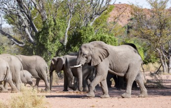Herd of African elephants (Loxodonta africana), desert elephants, riverbed of the Ugab River,