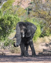 African elephant (Loxodonta africana), adult male, desert elephant, in the riverbed of the Ugab
