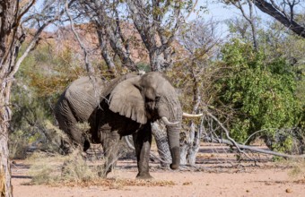 African elephant (Loxodonta africana), adult male, desert elephant, in the riverbed of the Ugab