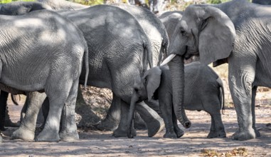 Juvenile between adult elephants, African elephant (Loxodonta africana), desert elephants, riverbed