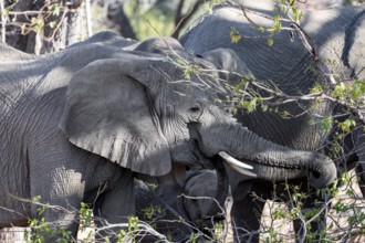 African elephants (Loxodonta africana) eating leaves on a tree, desert elephants, riverbed of the