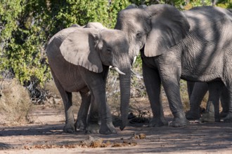 Two African elephants (Loxodonta africana), desert elephants, riverbed of the Ugab River,