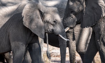 Single elephant in a herd of African elephants (Loxodonta africana), desert elephants, riverbed of