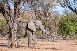 African elephant (Loxodonta africana), desert elephant, in the riverbed of the Ugab River,