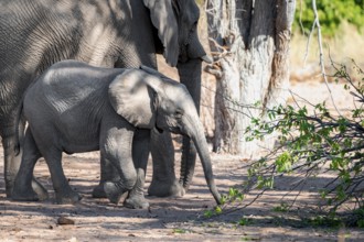 Baby elephant in a herd of African elephants (Loxodonta africana), desert elephants, riverbed of