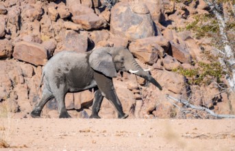 African elephant (Loxodonta africana), desert elephant, in the riverbed of the Ugab River, desert