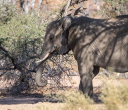 African elephant (Loxodonta africana), desert elephant, riverbed of the Ugab River, Damaraland,