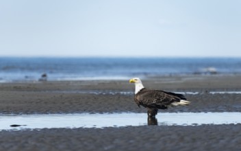 Bald eagle (Haliaeetus leucocephalus) on the beach, Anchor Point, Cook Inlet, Alaska, USA
