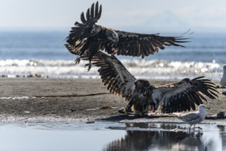Bald eagle (Haliaeetus leucocephalus), two juvenile birds perching on the beach, Anchor Point,