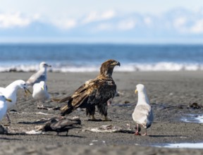 Bald eagle (Haliaeetus leucocephalus) juvenile on the beach, Anchor Point, behind white peaks of