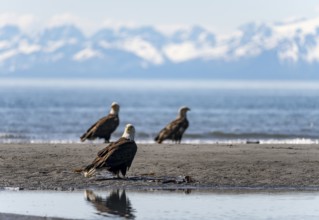 Several bald eagles (Haliaeetus leucocephalus) on the beach, Anchor Point, behind white peaks of