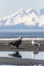 Bald eagle (Haliaeetus leucocephalus) on the beach, Anchor Point, behind white peaks of the