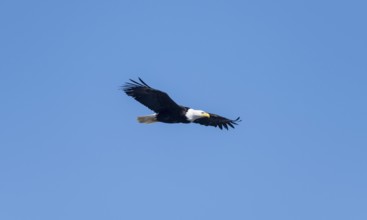 Bald eagle (Haliaeetus leucocephalus) in flight against a blue sky, Anchor Point, Alaska, USA