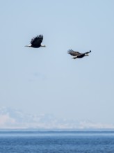 Two bald eagles (Haliaeetus leucocephalus) in flight against a blue sky, Anchor Point, Alaska, USA