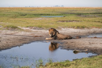 Maned lion, lion (Panthera leo), Ihaha, Chobe National Park, Botswana