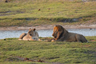 Maned lion and lioness, lion (Panthera leo), Ihaha, Chobe National Park, Botswana