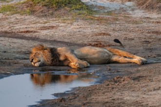 Maned lion sleeping, lion (Panthera leo), Ihaha, Chobe National Park, Botswana