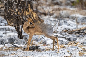 Damara dik-dik or kirk dik-dik (Madoqua kirkii), adult animal in the undergrowth, Etosha National