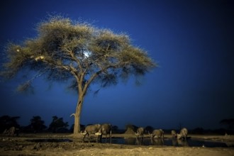 Waterhole at night, African elephants drinking, night view, Kasane, Botswana