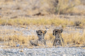 Two cheetahs (Acinonyx jubatus) in dry savannah, Etosha National Park, Namibia