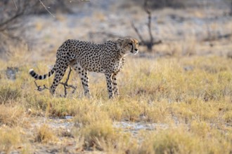 Cheetah (Acinonyx jubatus) running in dry savannah, Etosha National Park, Namibia
