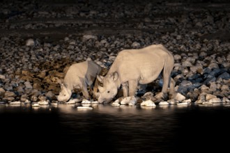 Night photograph, black rhino (Diceros bicornis) with young, Okaukuejo waterhole, Etosha National