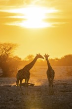 Angola giraffe (Giraffa giraffa angolensis), two giraffes in the backlight at sunset, atmospheric