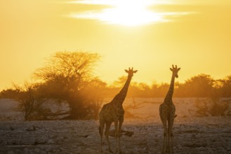 Angola giraffe (Giraffa giraffa angolensis), two giraffes in the backlight at sunset, atmospheric