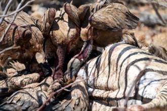 White-backed vulture (Gyps africanus) with bloody head sitting on the head of a dead plains zebra