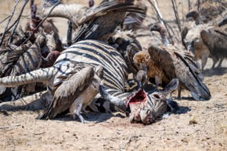 Many white-backed vultures (Gyps africanus), vultures feeding on carcasses, Etosha National Park,
