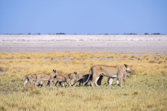 Lioness (Panthera leo) with cubs, Etosha National Park, Namibia