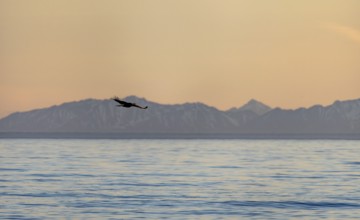 Bald eagle (Haliaeetus leucocephalus) flying in front of mountain silhouettes of the Aleutian
