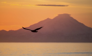 Bald eagle (Haliaeetus leucocephalus) flying in front of mountain silhouettes of the Aleutian chain