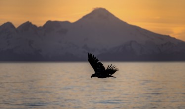 Bald eagle (Haliaeetus leucocephalus) flying in front of mountain silhouettes of the Aleutian chain