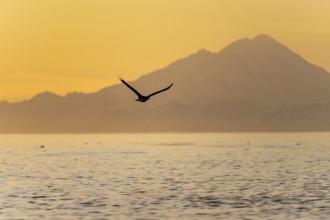 Bald eagle (Haliaeetus leucocephalus) flying in front of mountain silhouettes of the Aleutian chain