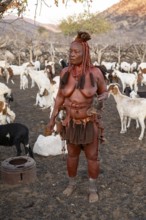 Himba woman milking a goat, traditional Himba village, Kaokoveld, Kunene, Namibia