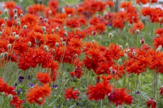 Red poppies bloom close together on a green meadow in nature, Rhineland-Palatinate, Germany