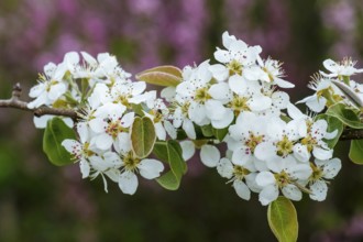 Pear tree blossom (Pyrus), North Rhine-Westphalia, Germany