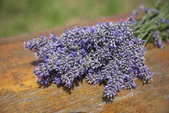 A bundle of purple lavender is lying on a rustic wooden table outdoors, Rhineland-Palatinate,
