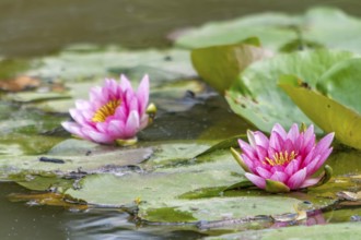 Pink water lilies swim in pond with green lily pads on calm water, Rhineland-Palatinate, Germany