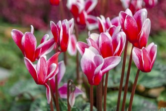 Cyclamen, Rhineland-Palatinate, Germany
