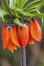 Orange imperial crown, Netherlands