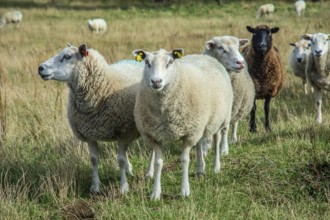 Sheep on a pasture in Kåseberga, Ystad Municipality, Skåne County, Sweden, Scandinavia