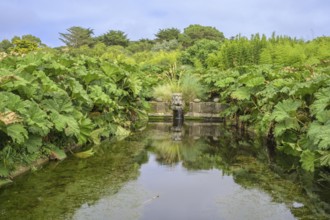 Pond framed by mammoth leaf (Gunnera manicata), Jardin botanique de Vauville, Beaumont-Hague, La