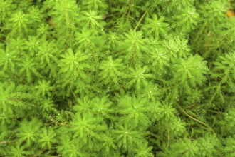 Myriophyllum brasiliense, Jardin Botanique de Vauville, Beaumont-Hague, La Hague, Manche