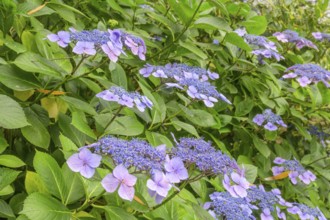 Flower of the Hydrangea serrata, Jardin botanique de Vauville, Beaumont-Hague, La Hague,