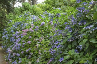 Blooming hydrangeas, Jardin botanique de Vauville, Beaumont-Hague, La Hague, Manche department,