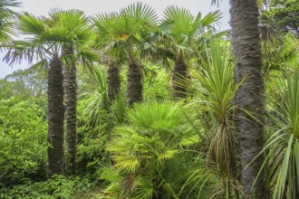 Palms, Jardin Botanique de Vauville, Beaumont-Hague, La Hague, Manche Department, France