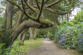 Pinus ponderosa, Jardin Botanique de Vauville, Beaumont-Hague, La Hague, Manche Department, France