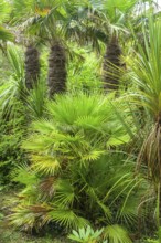 Palms, Jardin Botanique de Vauville, Beaumont-Hague, La Hague, Manche Department, France